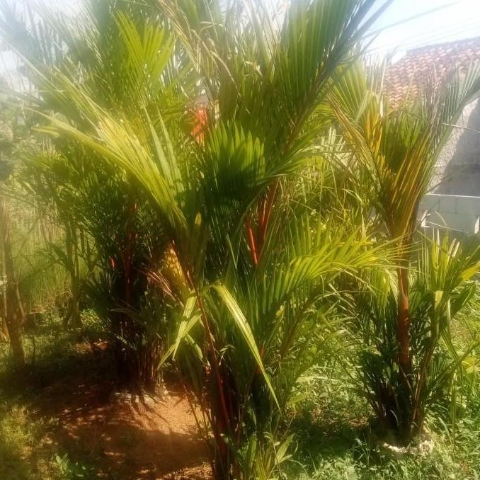 Promo paket 2 pohon palem merah 2meter