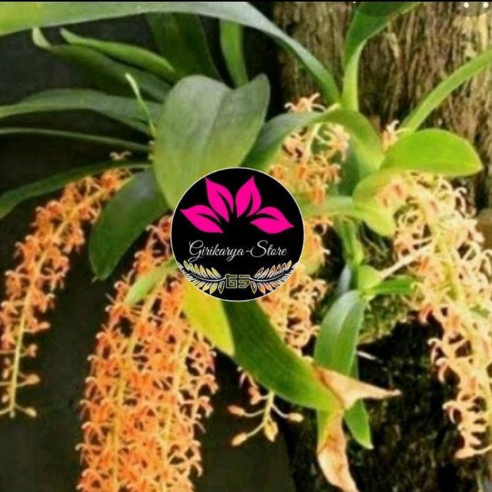 anggrek liparis ukuran dewasa per rumpun