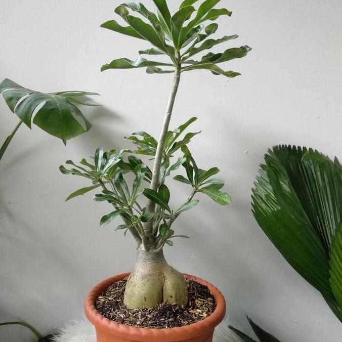 Kamboja Jepang / kamboja Jepang cantik