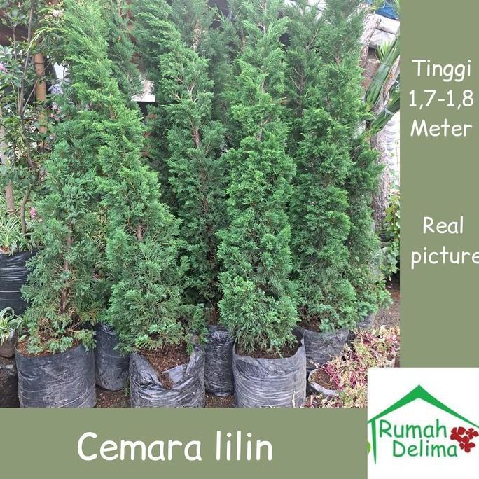 pohon cemara lilin tinggi