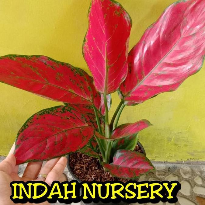 bunga aglonema red king bibit bunga aglonema red king