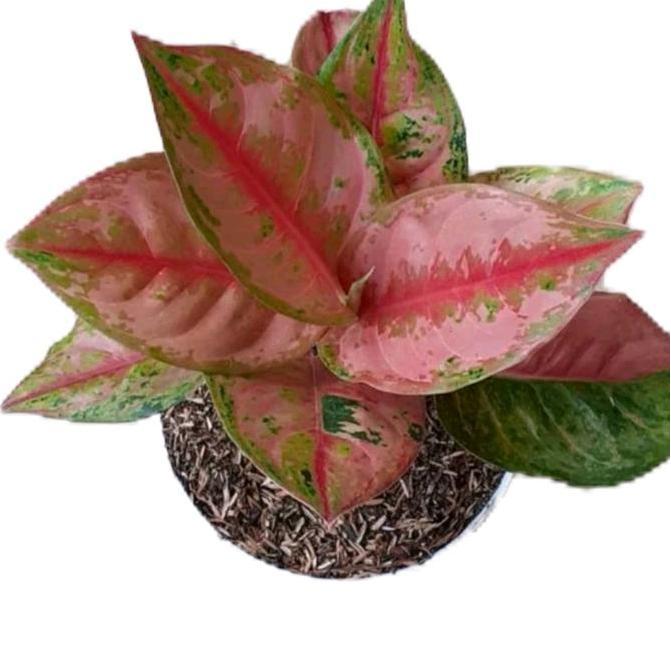 Benih bunga aglonema lod super