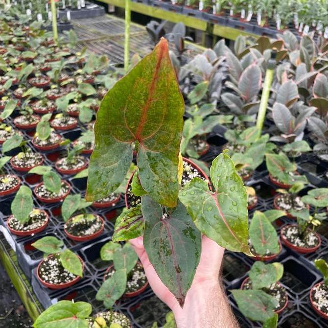 Cyrtosperma johnstonii / Tanaman Hias / Indoor Plant