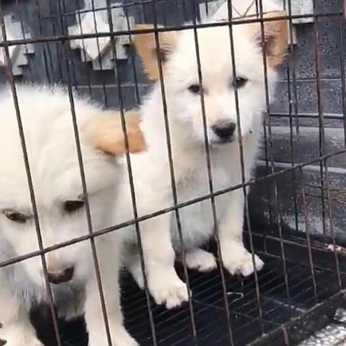 ANJING KINTAMANI BERKUALITAS SUPER