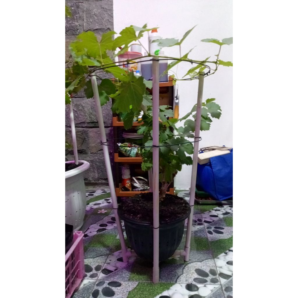 bibit anggur dan tabulampot anggur