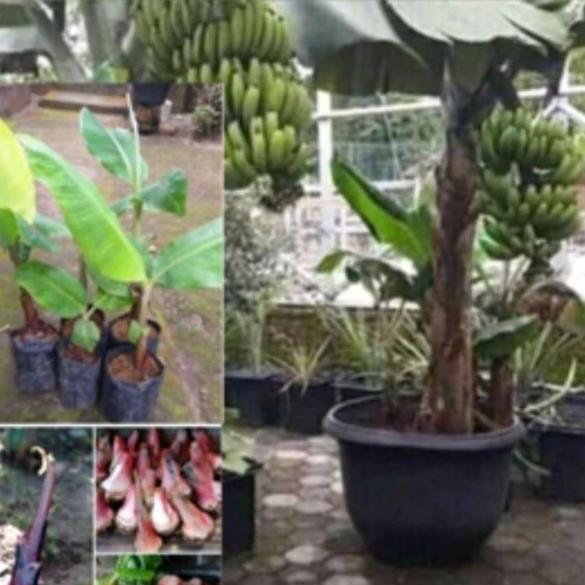 bibit pohon pisang cavendish pohon pendek cepat berbuah TUMBUHAN
