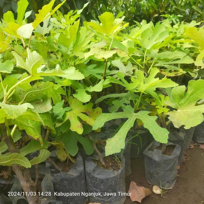 Tanaman Buah Tin Jumbo Merah Siap Berbuah Buah Tin Ara Jumbo Bibit TUMBUHAN