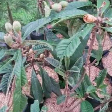 Tanaman Bibit Buah Leci Biwa Sudah Berbuah Dan Berbunga TUMBUHAN