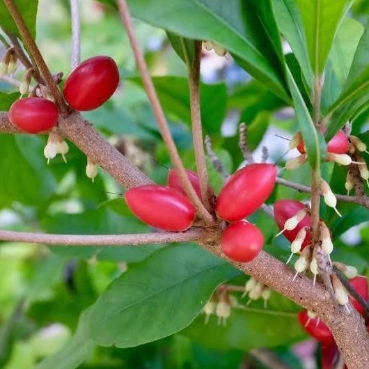 Bibit Miracle Fruit kondisi sudah berbuah/berbunga TUMBUHAN