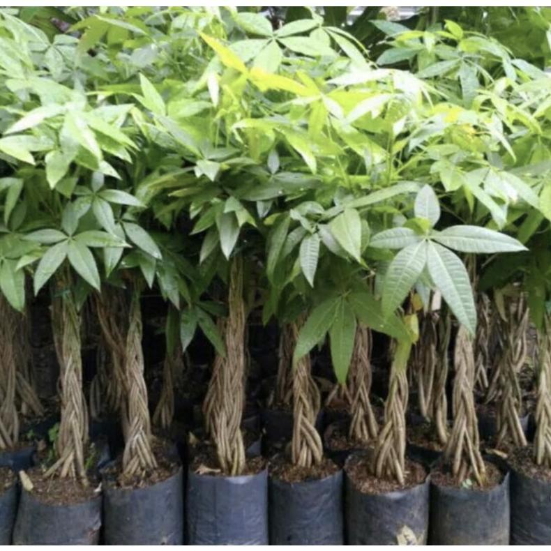 tanaman hias pachira kepang  // tanaman pachira Termurah