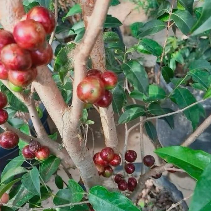 Benih bibit pohon anggur brazil escarlate indukan super (1 meter up)