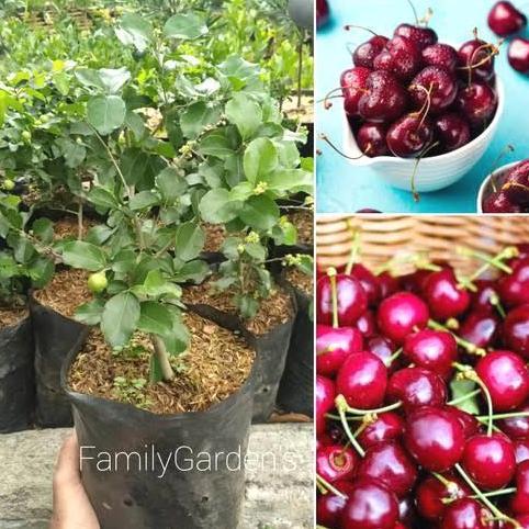 bibit buah cherry jepang / ceri jepang
