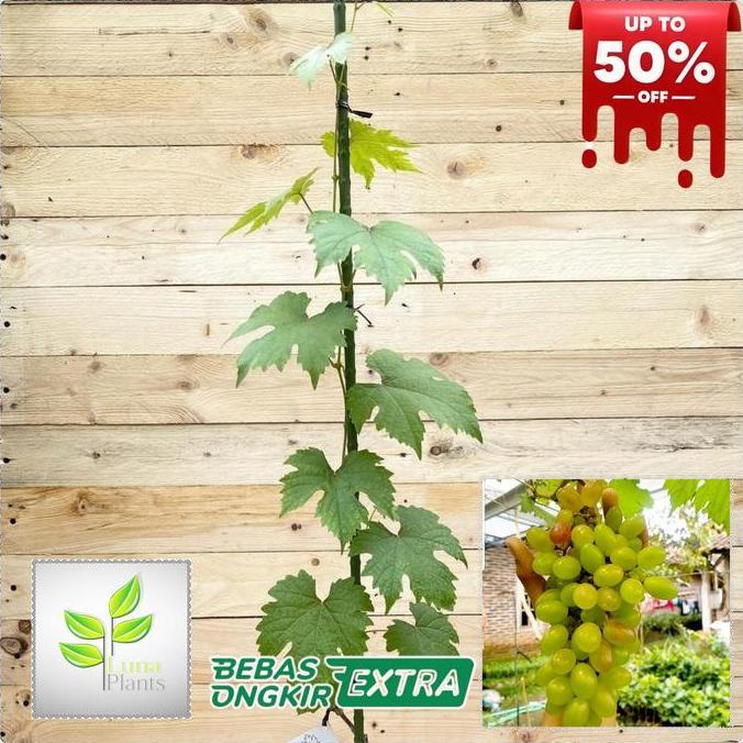 paket 6 bibit anggur import - bibit anggur unggul - bibit buah anggur