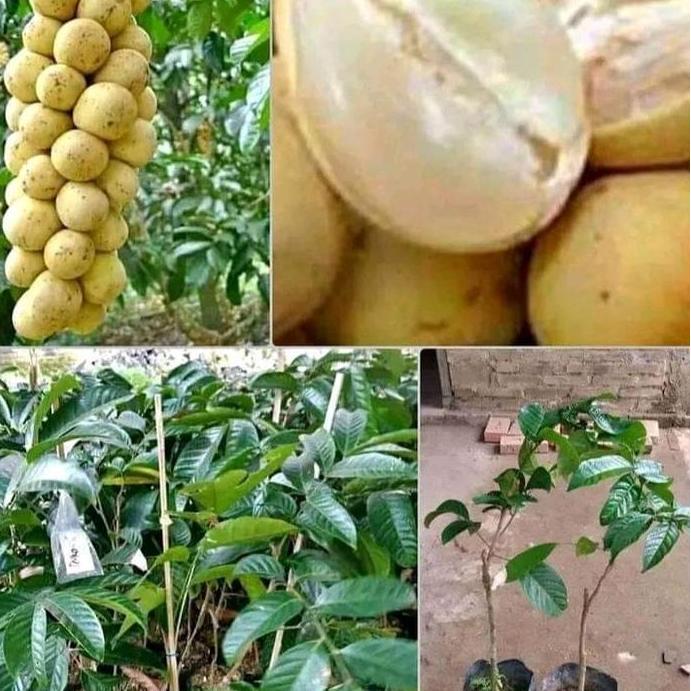 BENIH BIBIT DUKU (BIBIT DUKU )