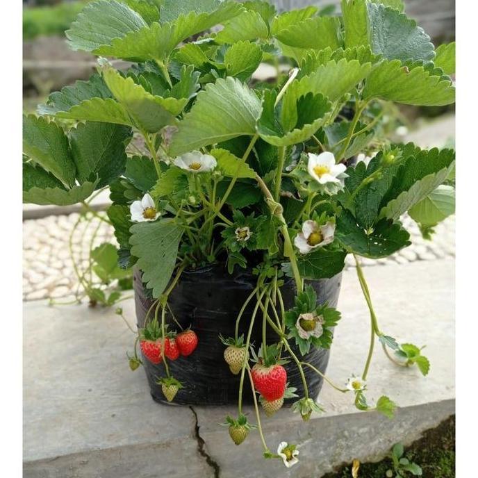 Bibit tanaman buah strawberry jumbo
