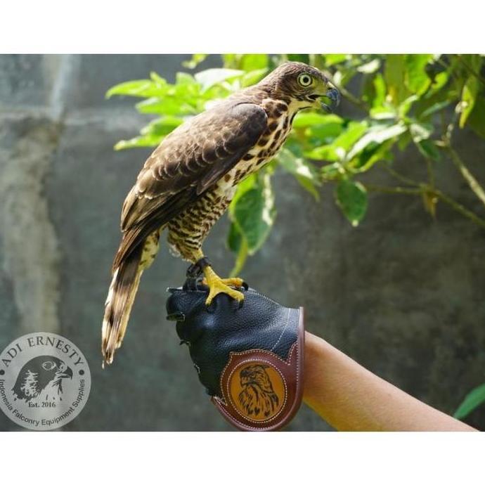 Premium Short Falconry Glove / sarung tangan alap alap
