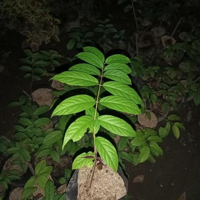 New- tanaman merambat melati Belanda bunga tumpuk