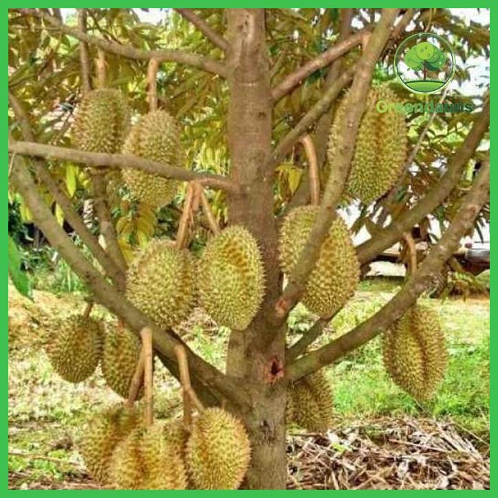 BIBIT DURIAN MONTONG 1 METER HASIL OKULASI PENDEK BERBUAH TAMAN TANAMANA BIBIT PEKARANGAN HIASAN BUA