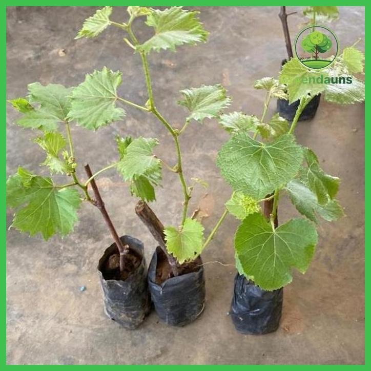 PAKET 3BIBIT TANAMAN ANGGUR VARIAN MERAH,HIJAU,HITAM TAMAN TANAMANA BIBIT PEKARANGAN HIASAN BUAH BUN