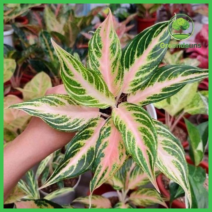 AGLO76-AGLONEMA PINK SUNSET VIOLET BISA COD DAN GRATIS ONGKIR TAMAN TANAMANA BIBIT PEKARANGAN HIASAN