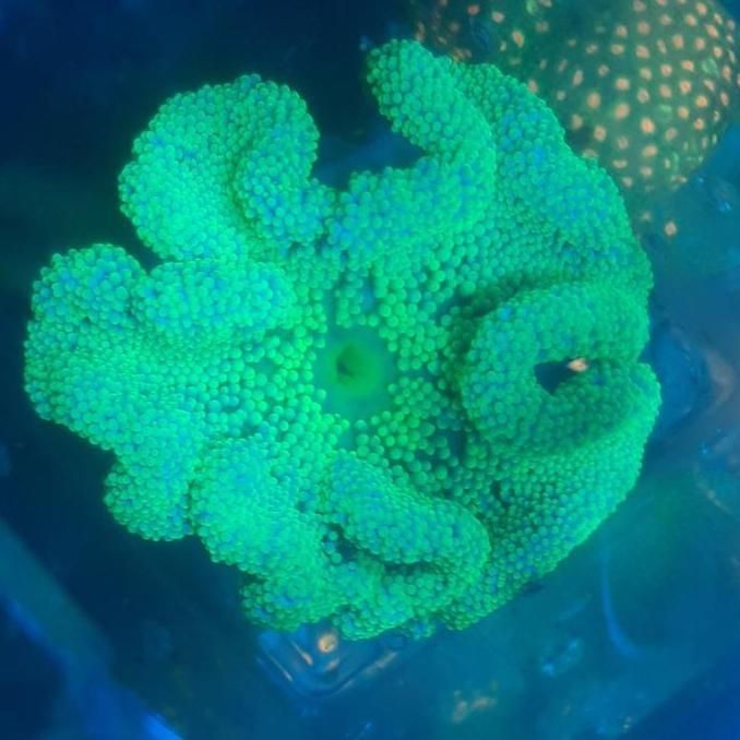 ANEMON KARPET HIJAU BIASA