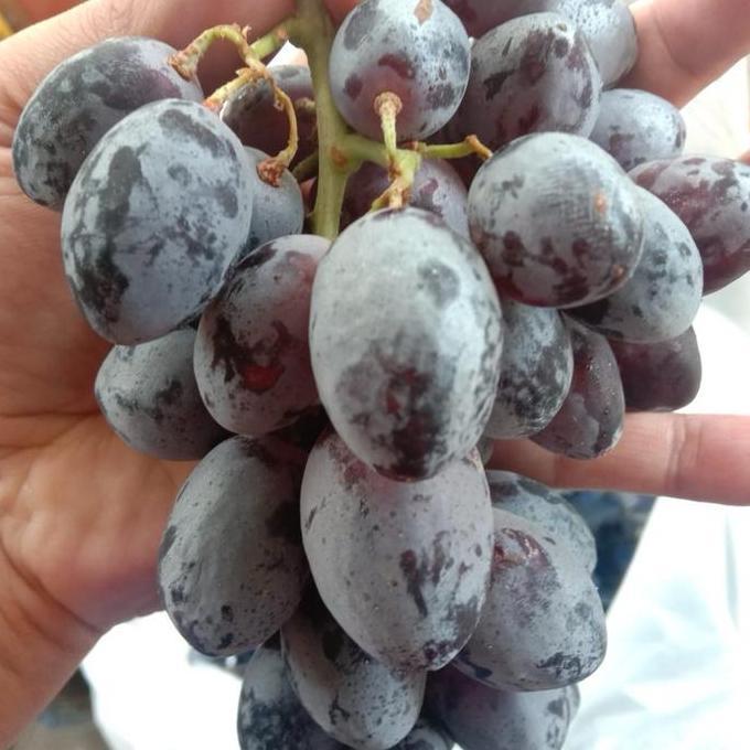 Fruxi- Anggur Item | Anggur Hitam | Anggur Tanpa Biji | Anggur Manis