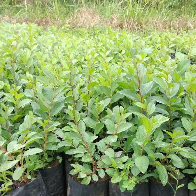 Grdn- Pohon Bidara Arab Asli Sidr Ruqyah