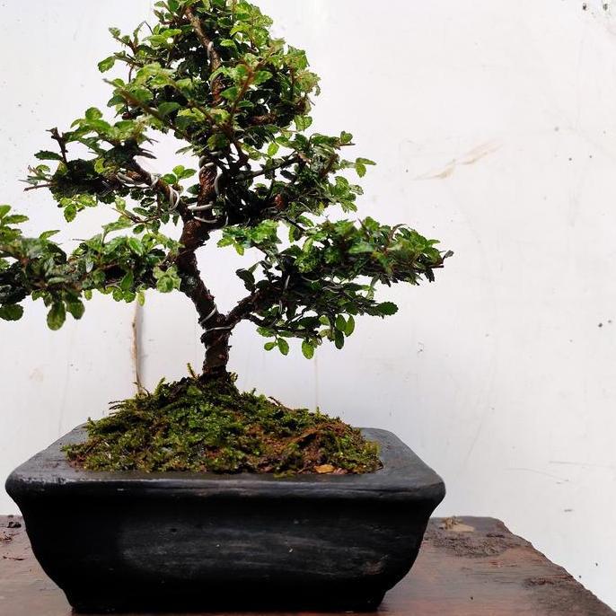 ORIGINAL bonsai m ulmus super mikro sudah pakai pot READY STOCK