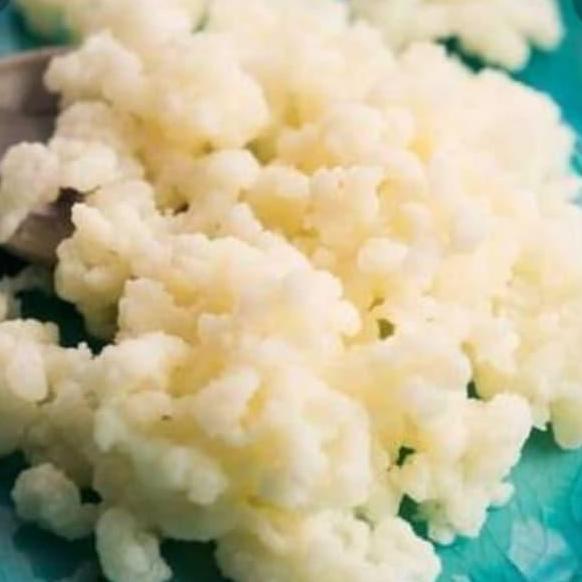 Ladyxy- Grain Kefir Susu / Kefir Susu /Bibit Kefir Untuk Pemula,10Grm