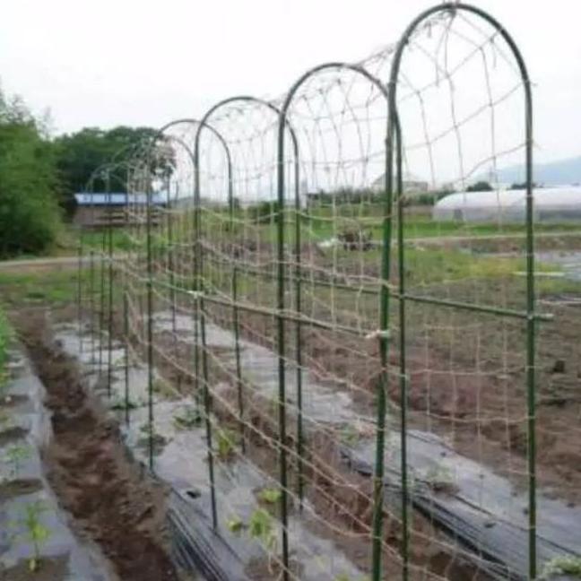 Expert- Ajir lengkung 11x120cm