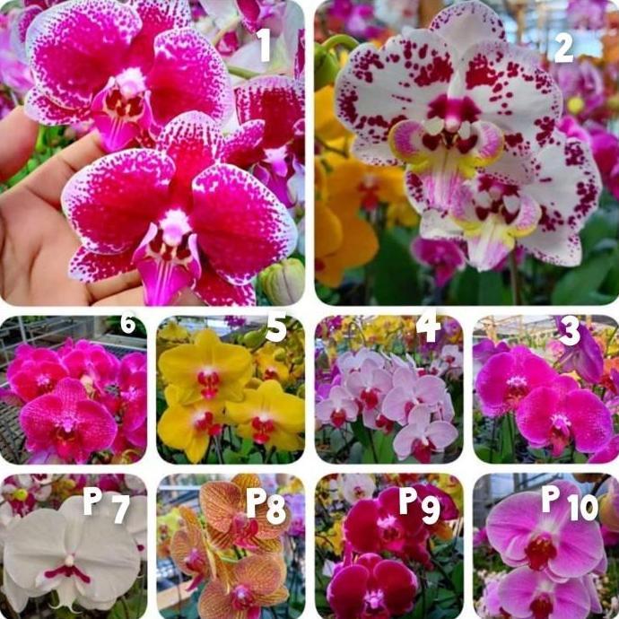 Expert- bibit anggrek bulan bunga jumbo