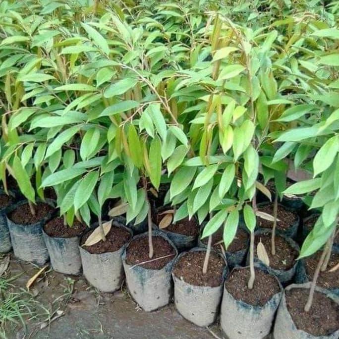 Bibit Buah Durian MK Musangking SP HALAL