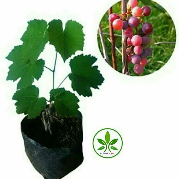 Bibit Tanaman Buah Anggur Merah/Pohon Buah Anggur Merah siap Berbuah JAMIN HALAL