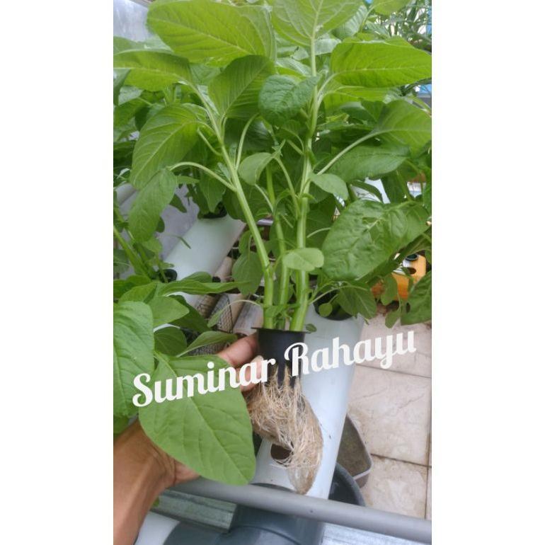 Promo Cod Ya Kak Ab Mix Sayur Daun Pupuk Ab Mix Cair  Ab Mix Hidroponik  Pupuk Nutrisi Ab Mix >>