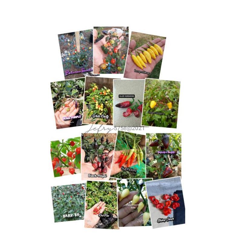 Paket Benih Cabe Hias Import 20 jenis