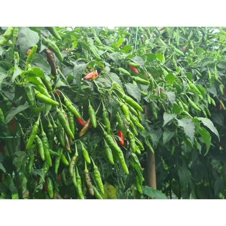 BIBIT CABE LOKAL RAWIT SIRAMOS 15gram