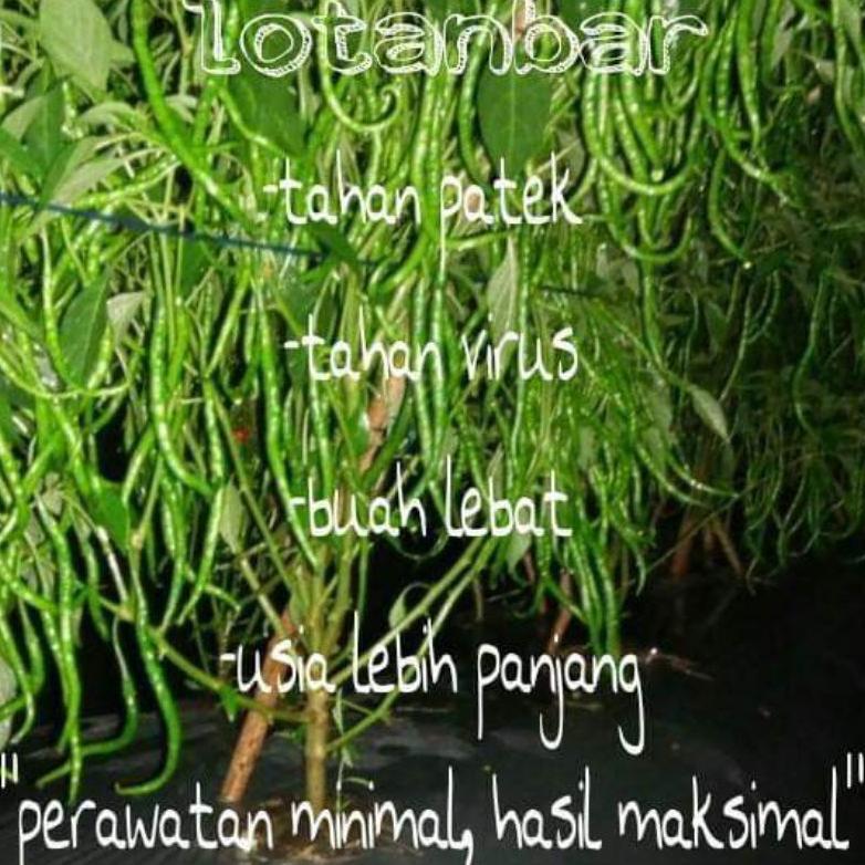 Bibit Benih Cabe Lotanbar Asli Toleran Paten Antraknosa