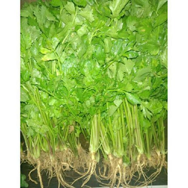 Seledri 1 kg