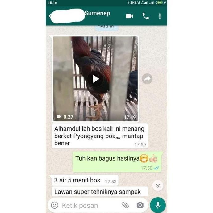 Brixd- Jamu Pyongyang Vvip (Khusus Siap Tarung) Ayam