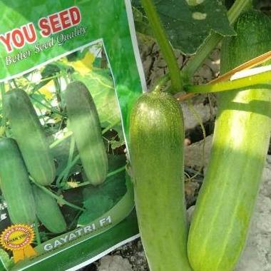 Gaerdenpic- Benih Timun Lalap Gayatri F1 20 Gr Cap You Seed 800 An Benih Lebat Unggul