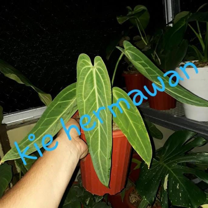 HOT SALE anakan lidah gajah BISA GOSEND