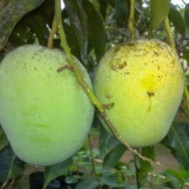 Bibit Mangga Madu hasil okulasi