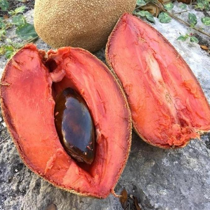 Bibit Sawo Jumbo Mexico Cepat Berbuah
