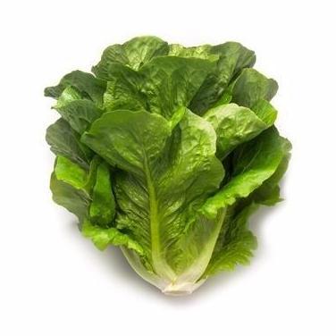 benih bibit selada romain maximus rz 100 pills