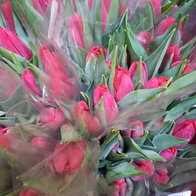 Flowbty- Bunga Tulip / Bunga Tulip Segar Asli / Bunga Tulip Fresh