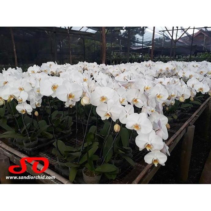 Flowbty- Anggrek Bulan Putih Lidah Kuning Pesona Elegan Untuk Rumah Anda