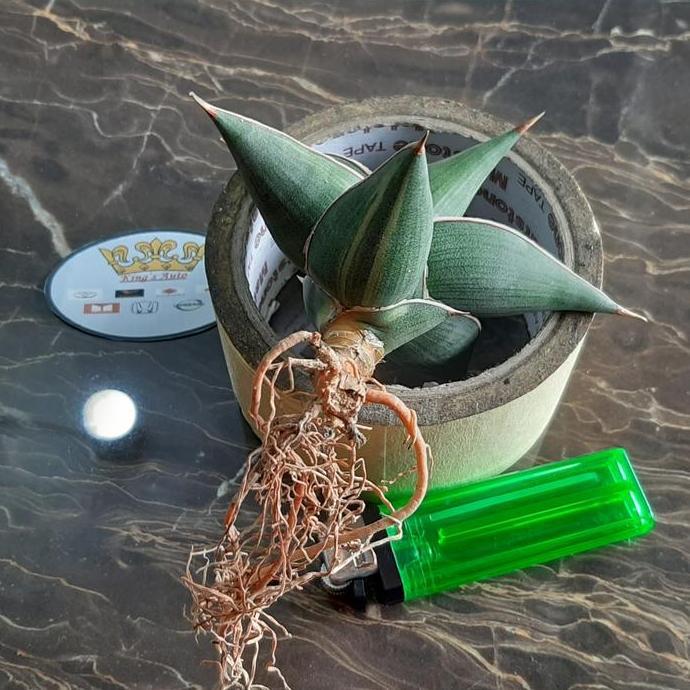 sanseviera pinguicula varigata kode 340