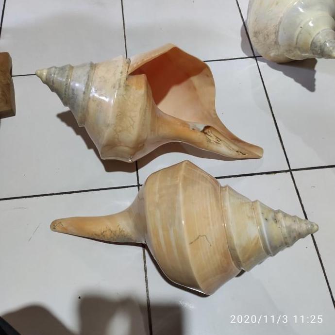 ] cangkang kerang besar onam onem