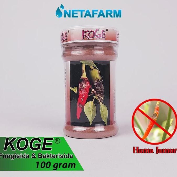 Ready oke] Fungisida Bakterisida KOGE Obat Anti Busuk Cabe - 100gr