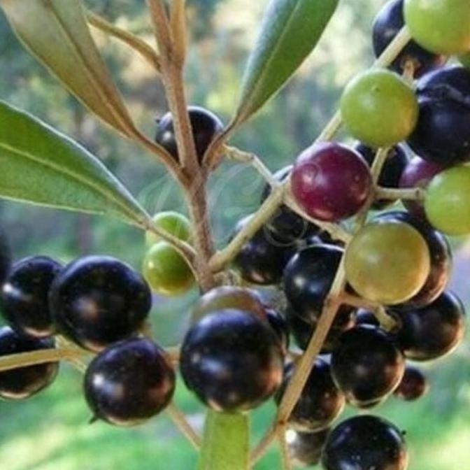 bibit tanaman buah zaitun/pohon zaitun